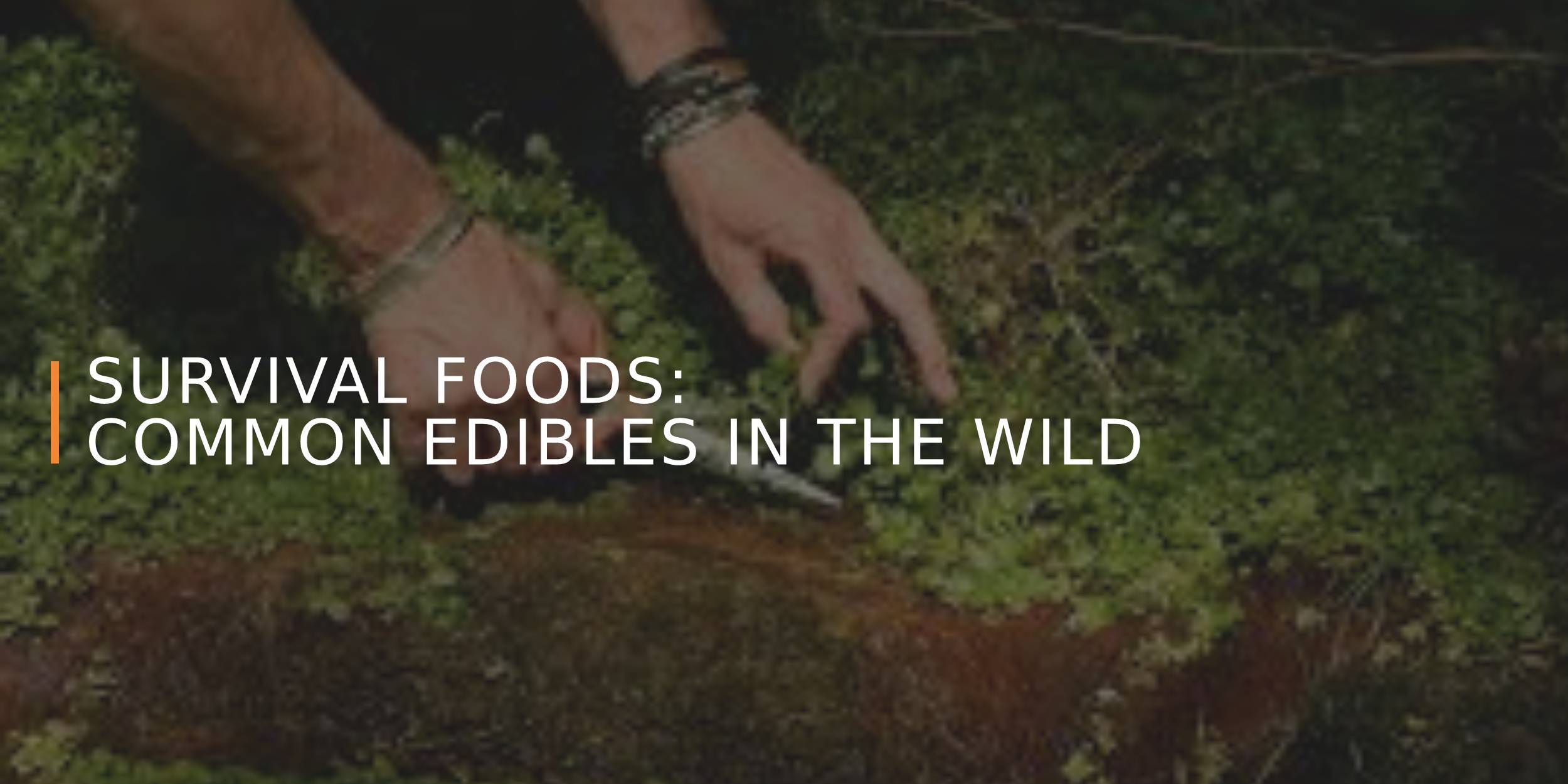 Survival Foods: Common Edibles in the Wild and How to Prepare Them