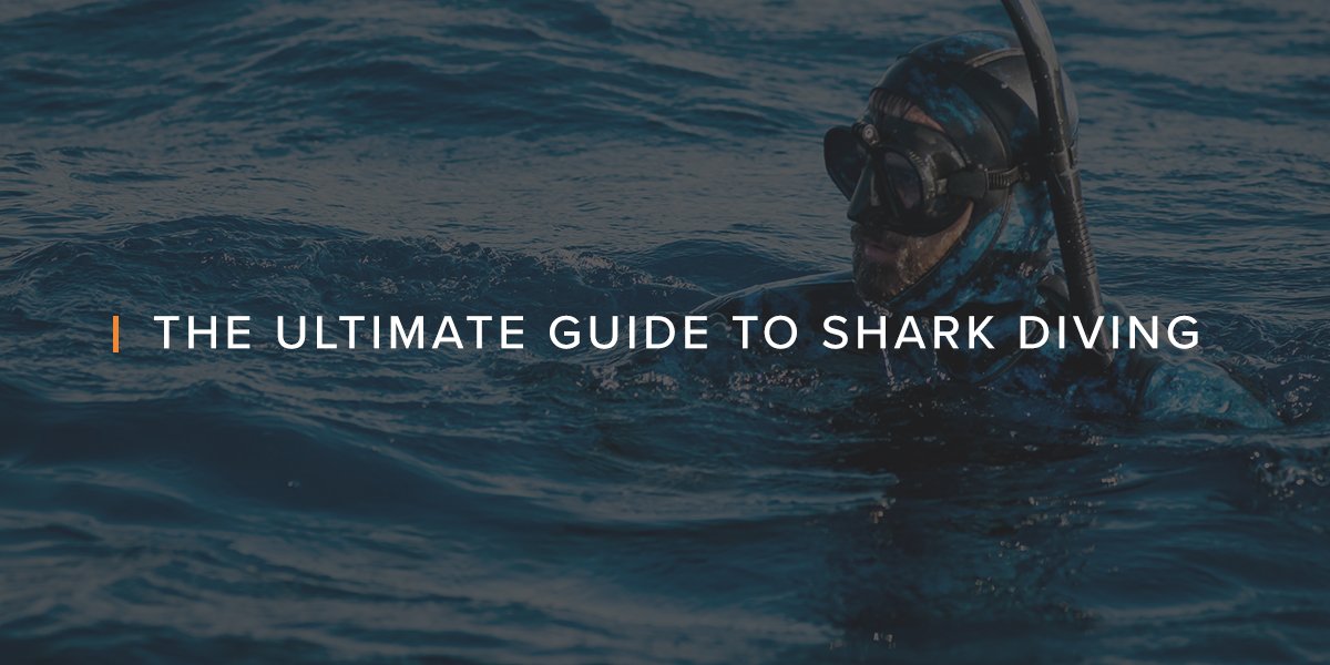 Swimming with Sharks | The Ultimate Guide