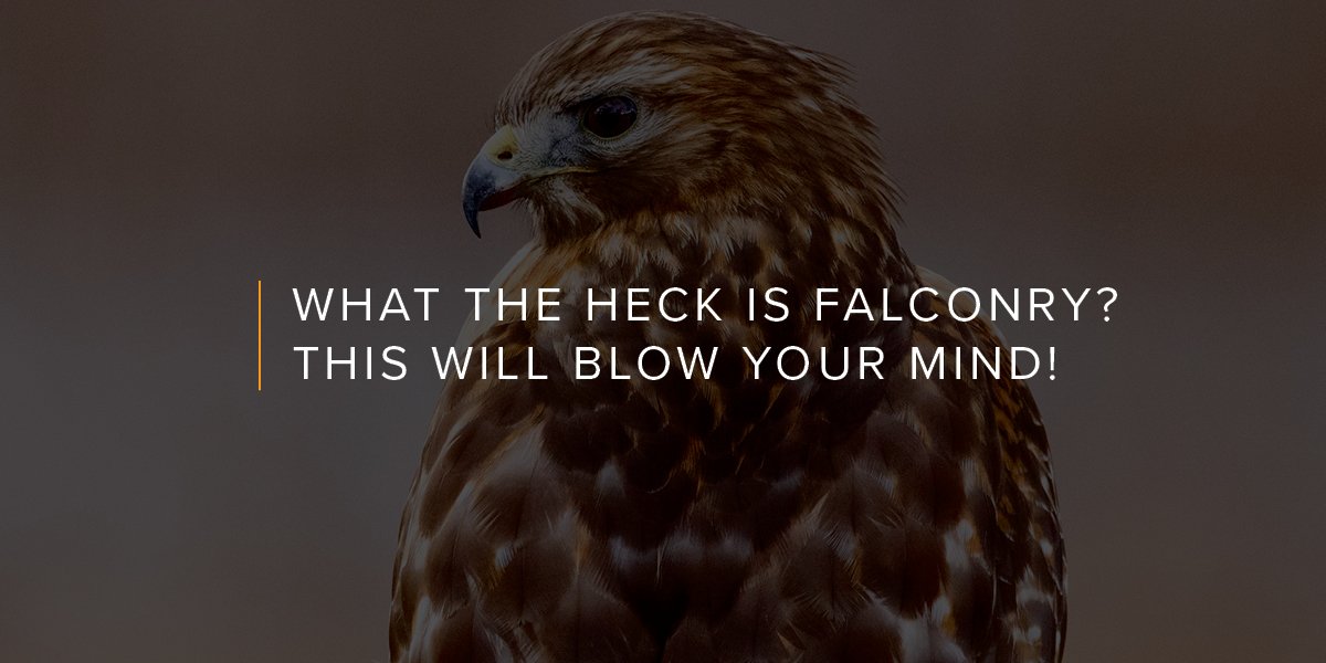 What the Heck is Falconry? This Will Blow Your Mind!