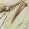 Guy Harvey Largemouth Bass
