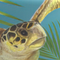 Guy Harvey Tropical Turtle