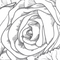 Winter Rose