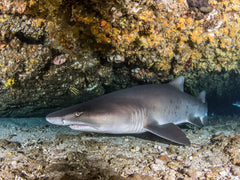 protea island shark diving