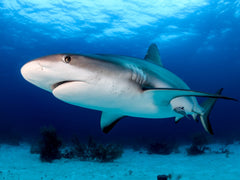 shark diving in florida